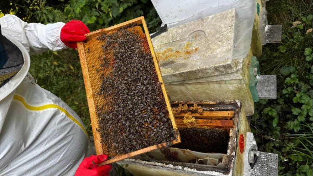 Bu işe dede nasihatiyle başladı! Kilosunu 2500 liradan satıyor  - 5. Resim