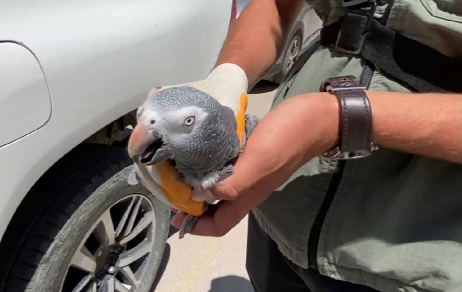 İsmi kırmızı listede! Avlanması, ticareti, bulundurulması yasak... Bir vatandaşın elinde yakalandı - 3. Resim