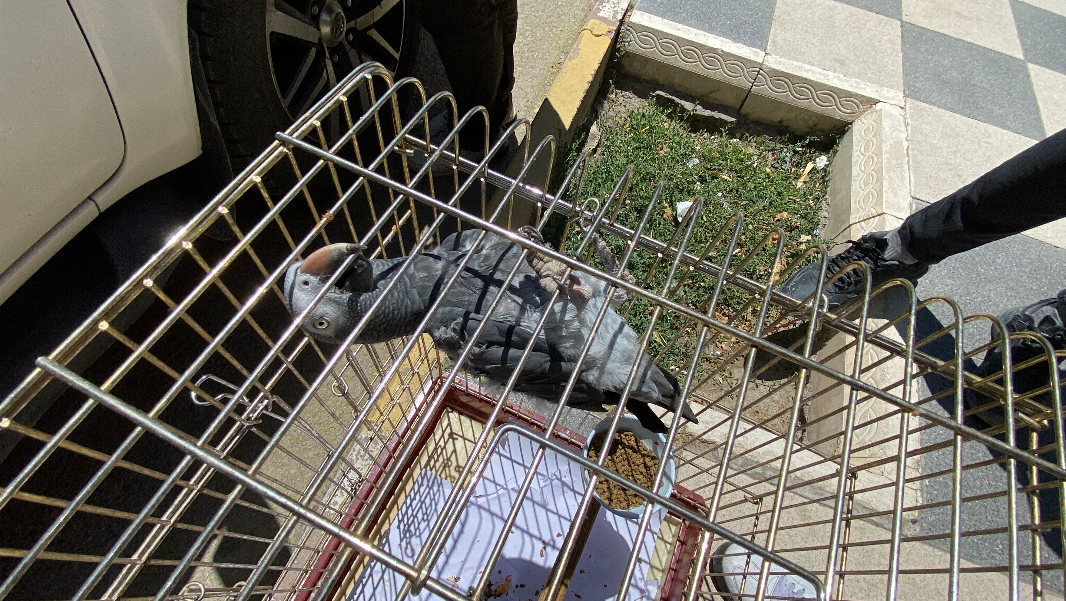 İsmi kırmızı listede! Avlanması, ticareti, bulundurulması yasak... Bir vatandaşın elinde yakalandı - 1. Resim