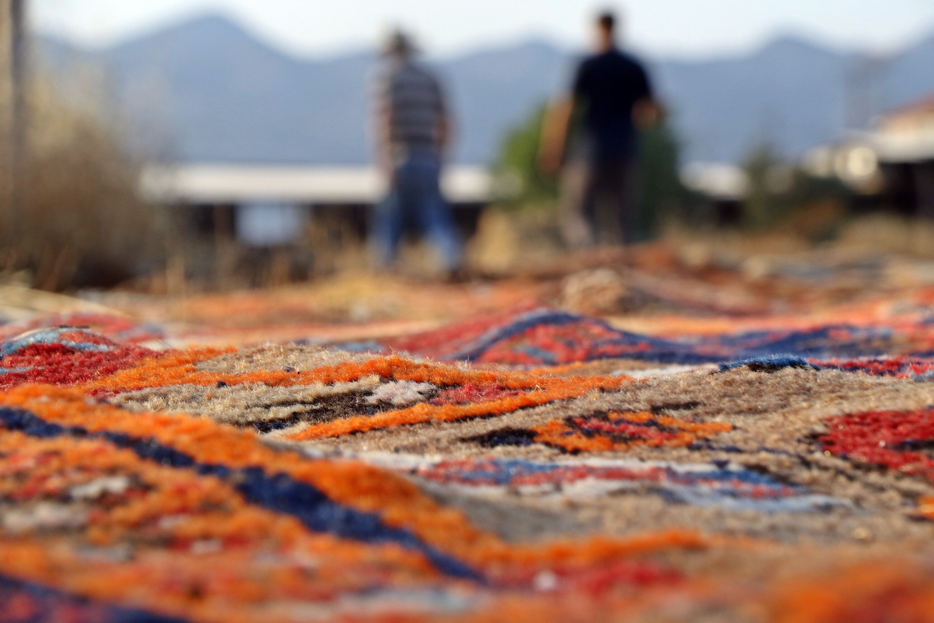 Milyonluk halıları tarlalara serip başında nöbet tutuyorlar! İşte nedeni... - 6. Resim