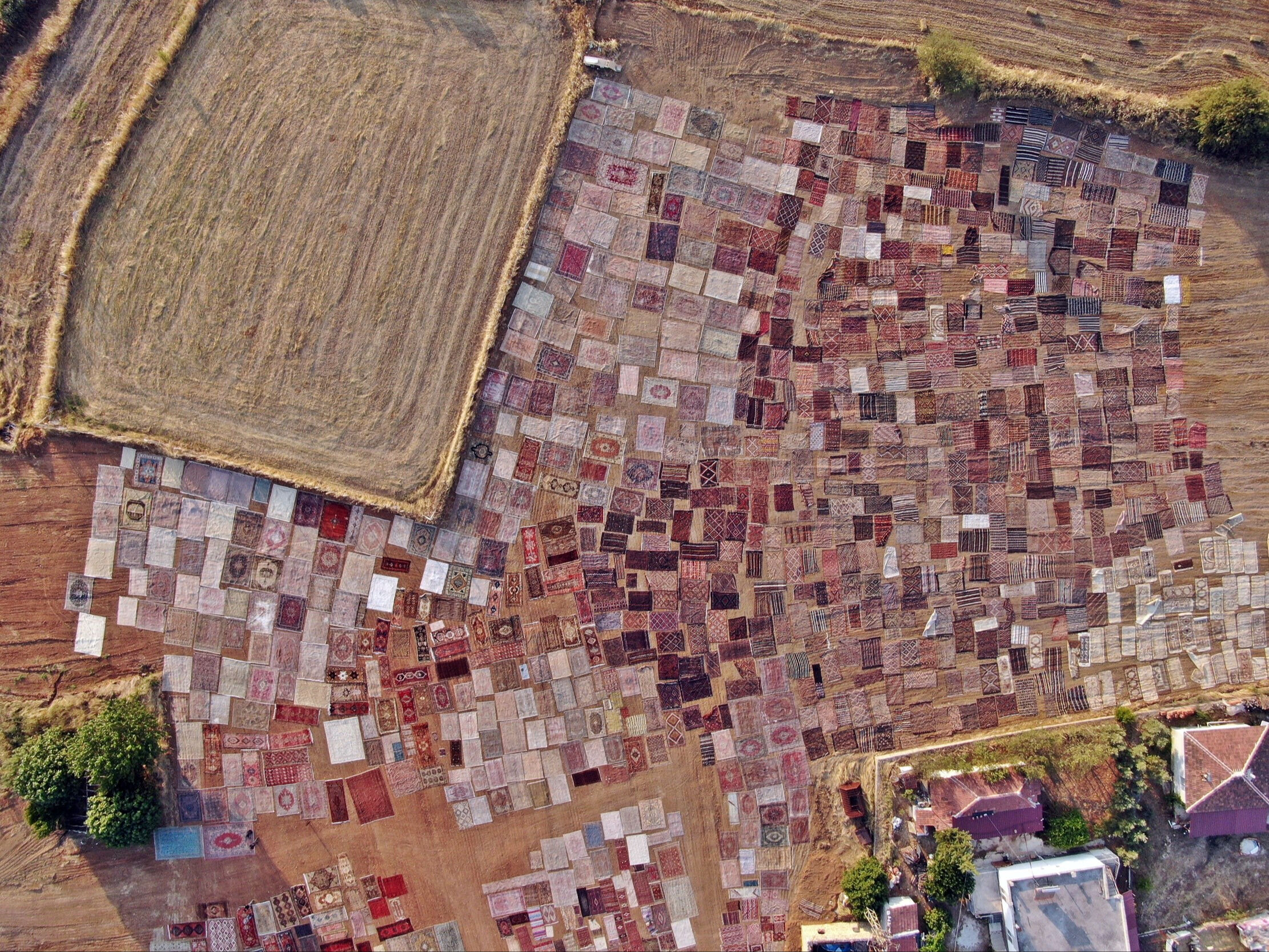 Milyonluk halıları tarlalara serip başında nöbet tutuyorlar! İşte nedeni... - 5. Resim