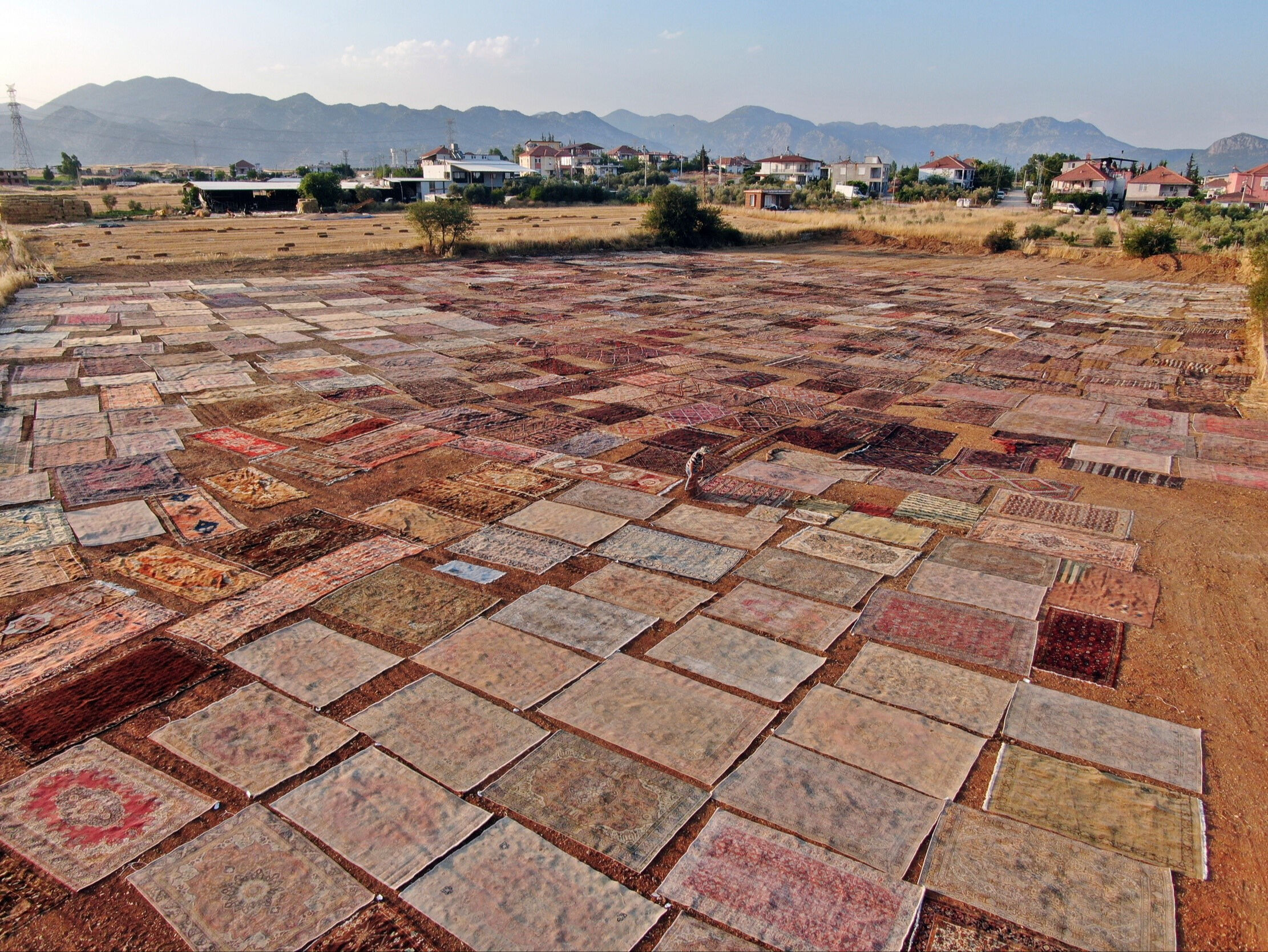 Milyonluk halıları tarlalara serip başında nöbet tutuyorlar! İşte nedeni... - 1. Resim