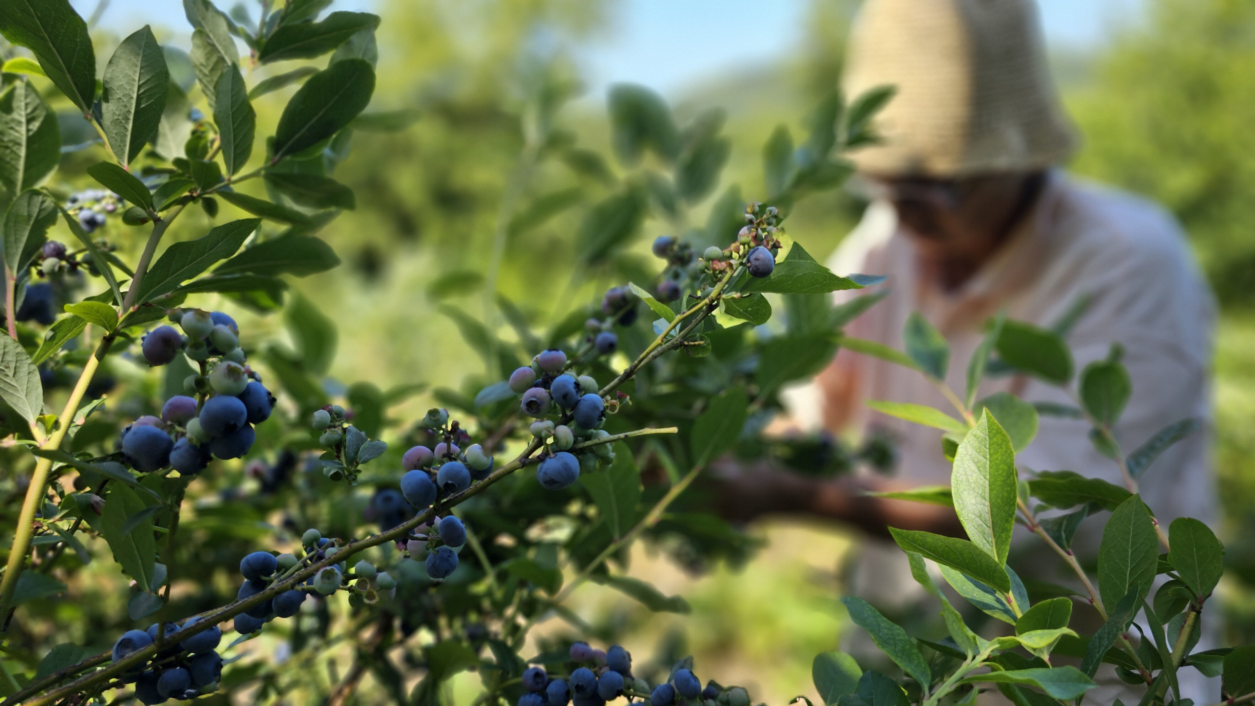 Polonya'dan ithal etti! Tüm emekli ikramiyesini bu işe yatırdı... "Bu iş sırf para için yapılmaz" - 2. Resim