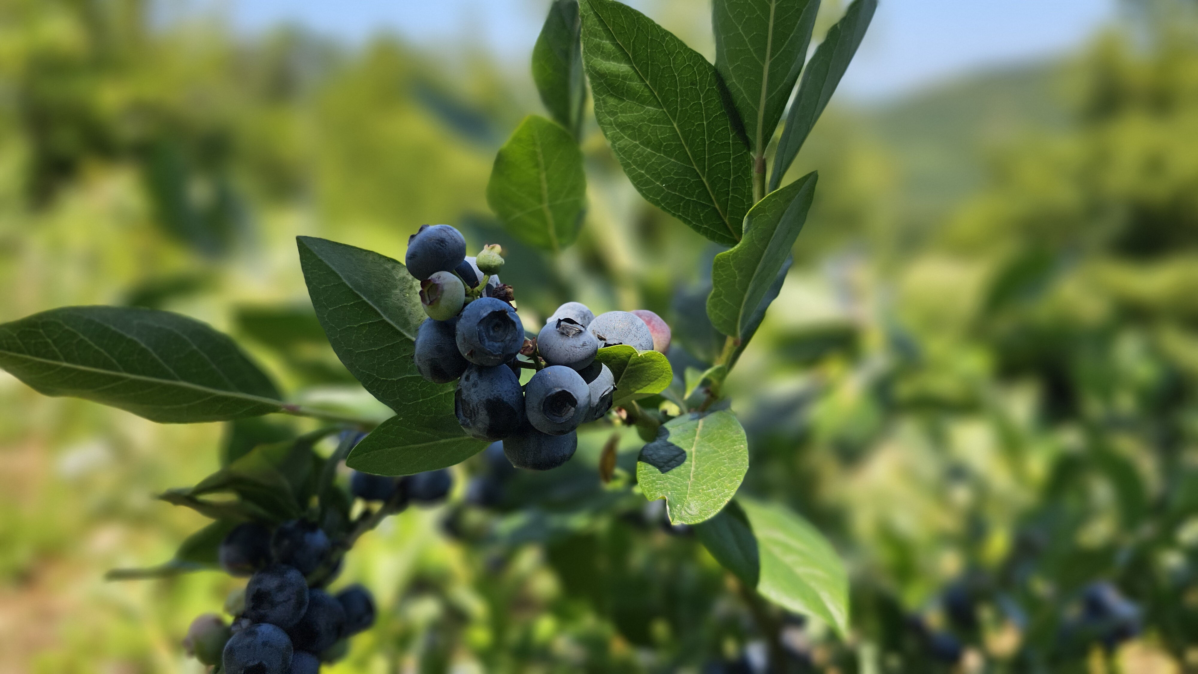 Polonya'dan ithal etti! Tüm emekli ikramiyesini bu işe yatırdı... "Bu iş sırf para için yapılmaz" - 4. Resim