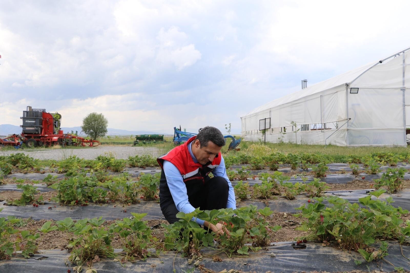 'Yetişmez' denilen arazide tonlarca hasat ediliyor! Yeni meyve devlet desteğiyle çiftçinin yüzünü güldürdü - 1. Resim