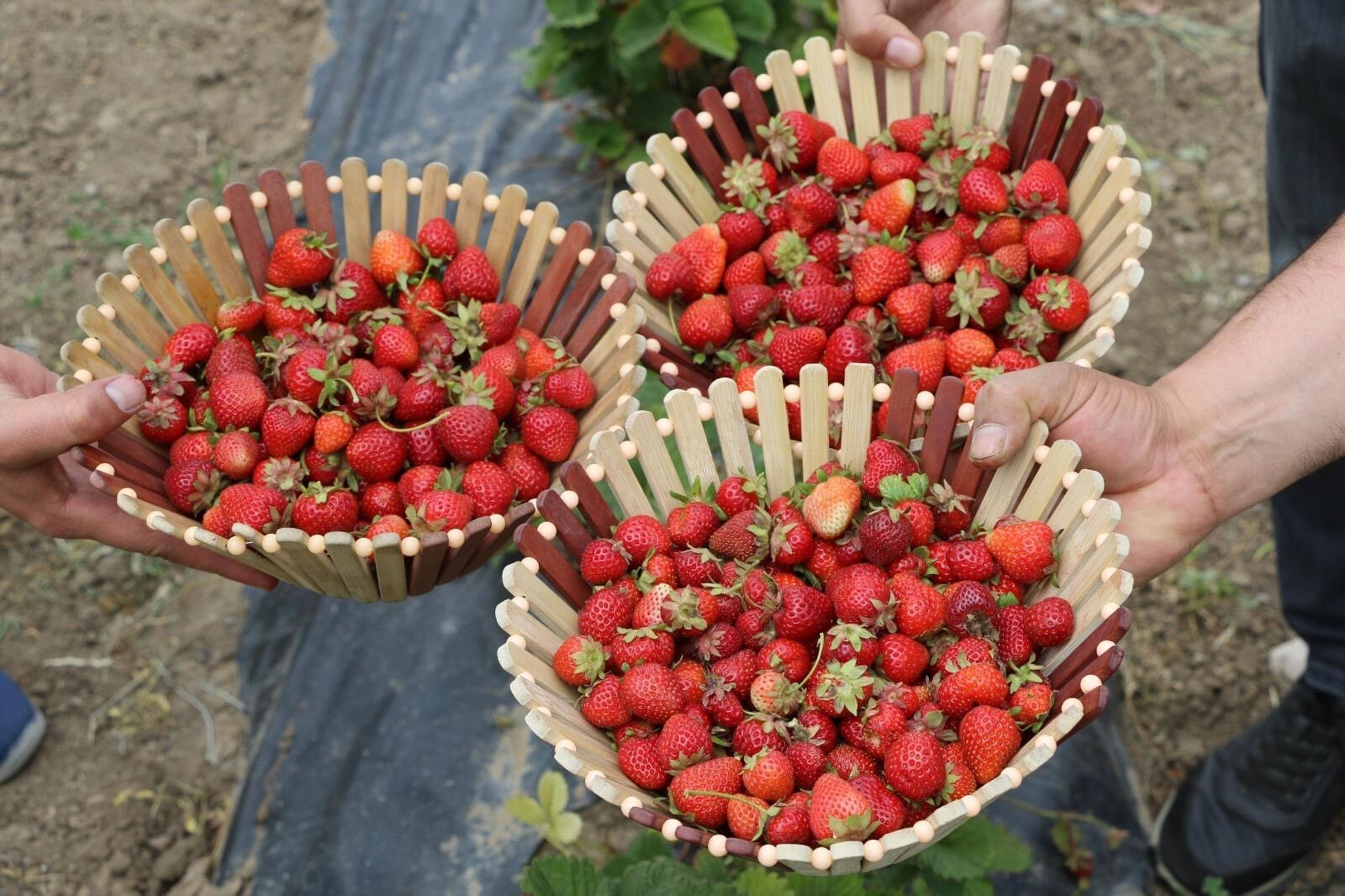 'Yetişmez' denilen arazide tonlarca hasat ediliyor! Yeni meyve devlet desteğiyle çiftçinin yüzünü güldürdü - 2. Resim