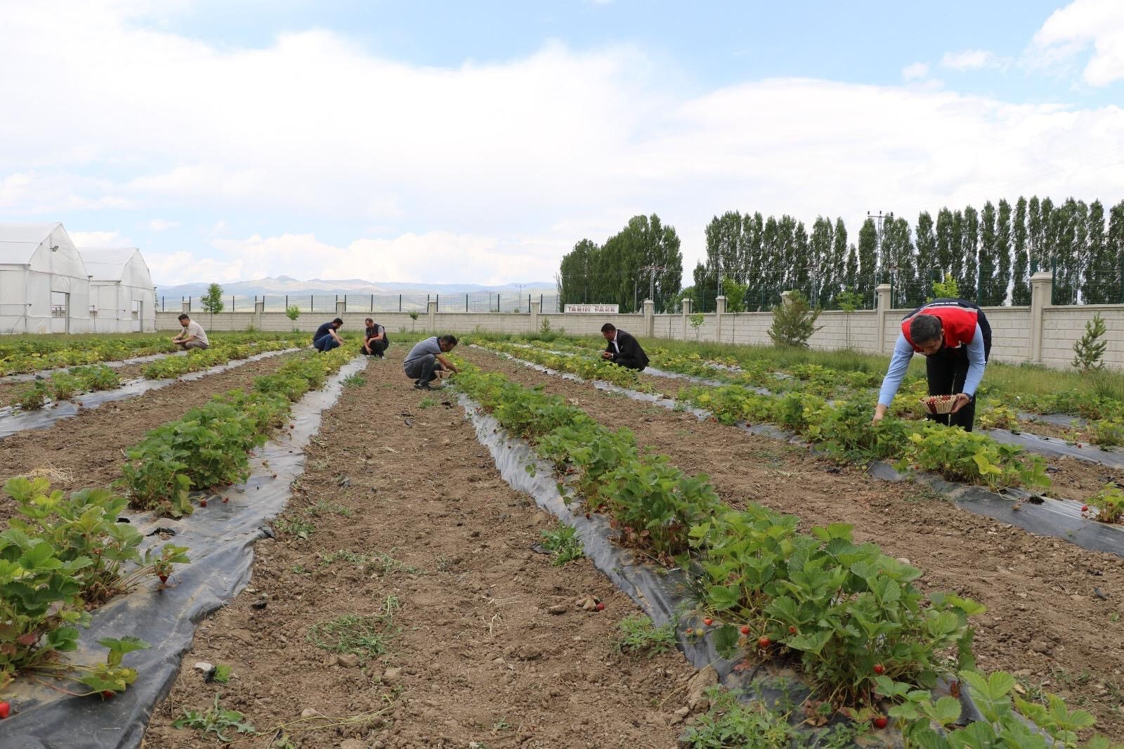 'Yetişmez' denilen arazide tonlarca hasat ediliyor! Yeni meyve devlet desteğiyle çiftçinin yüzünü güldürdü - 3. Resim
