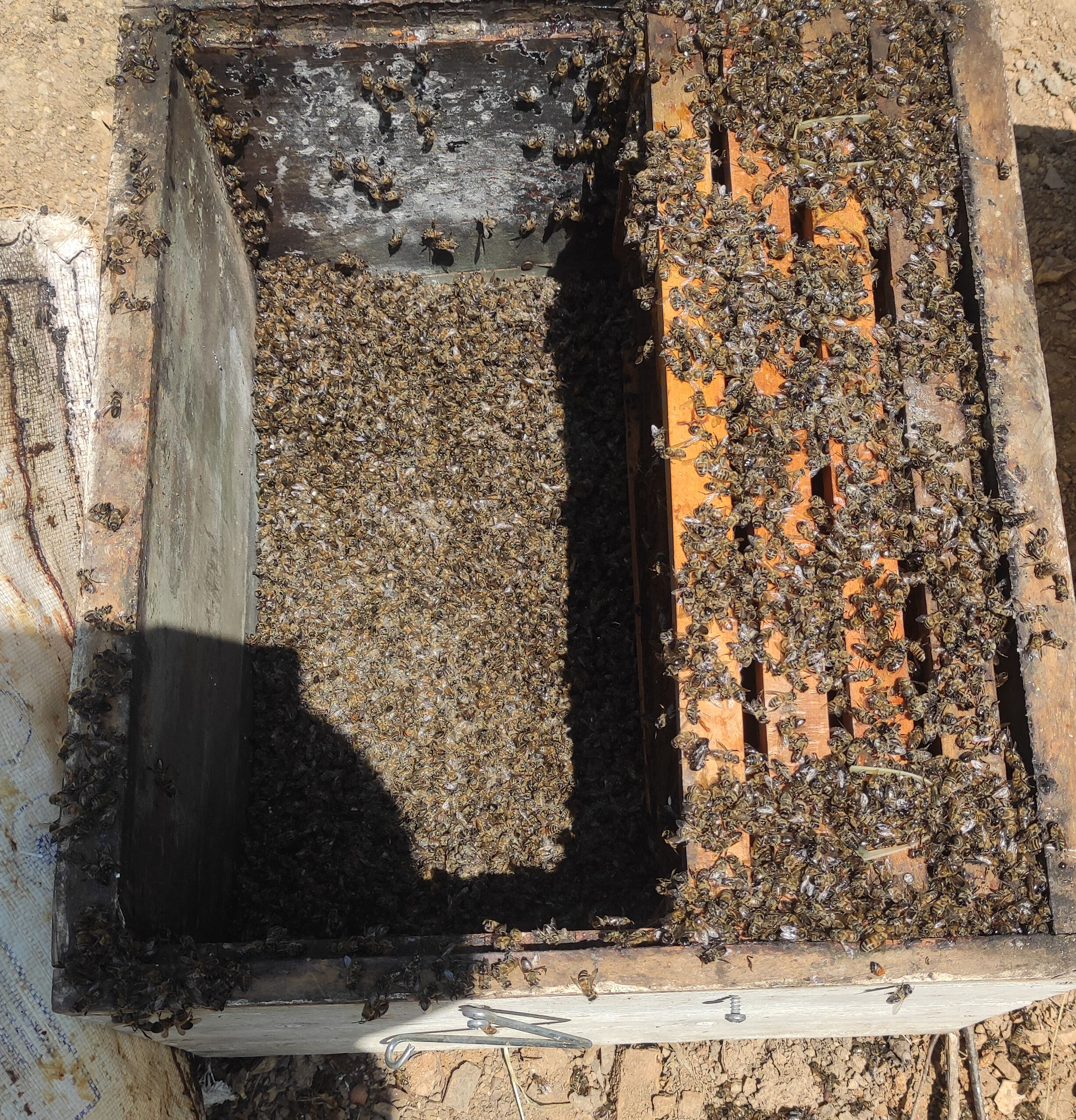 1 milyon arı telef oldu! 1,5 milyonluk yatırım yapan üretici hüsrana uğradı - 2. Resim