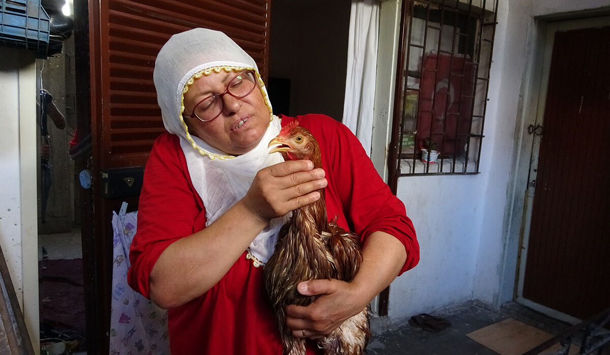 Anne şefkatiyle besliyordu, veteriner 'kes' dedi! Çocuk gibi ağlayan hasta tavuk için şifa arıyor Anne şefkatiyle besliyordu, veteriner 'kes' dedi! Çocuk gibi ağlayan hasta tavuk için şifa arıyor - 2. Resim