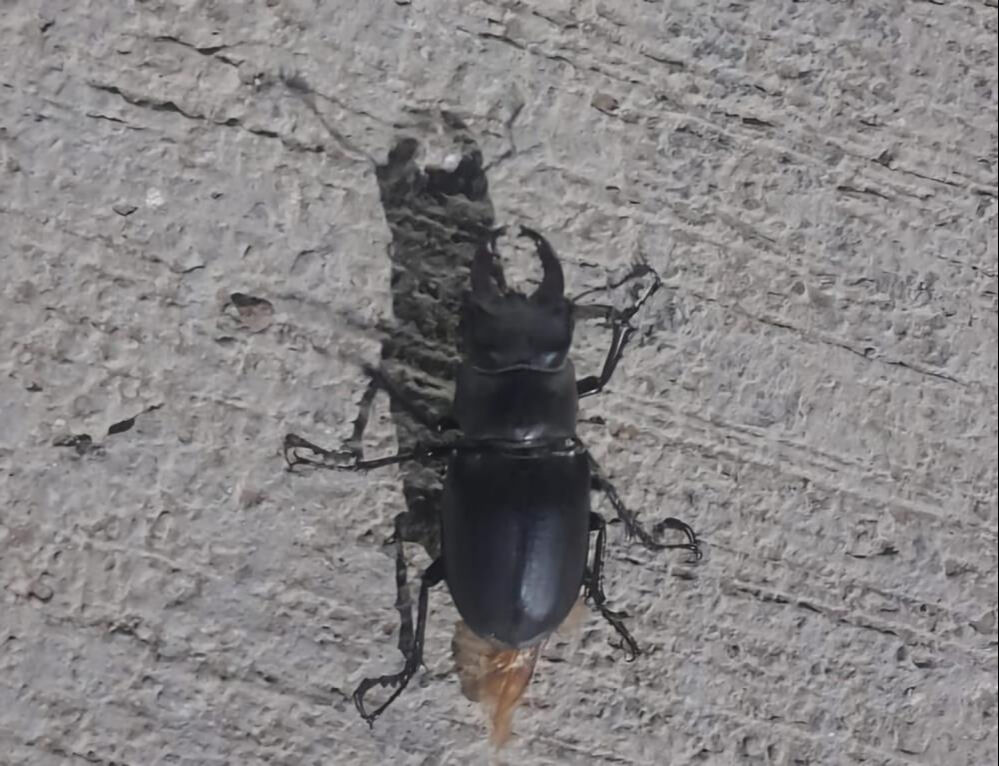 Bu böceği gören yaklaşmasın! Cezası yarım milyon lira - 1. Resim