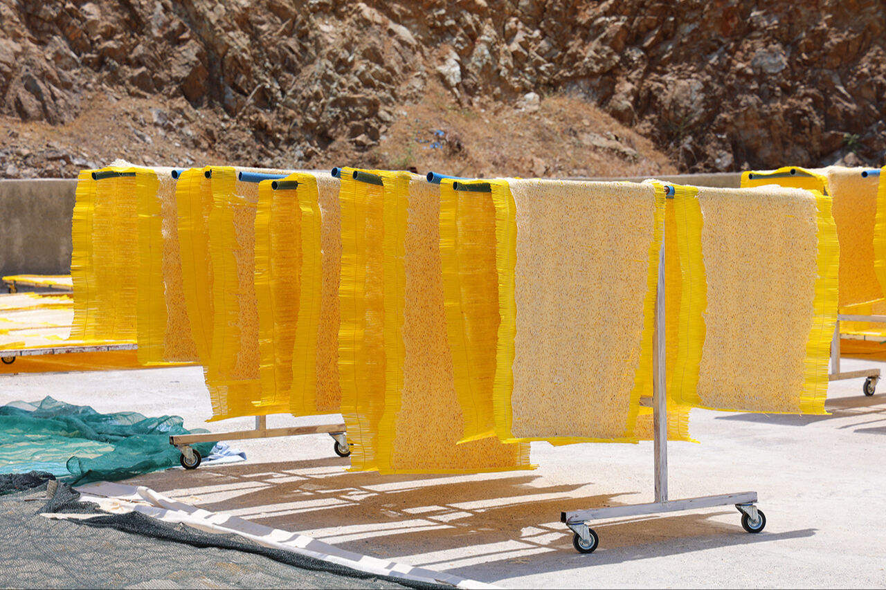 Tamamı organik, 25 bin ton üretiliyor... Avrupa sofralarına giren yağsız cipsin kilogramı 250 lira! Tamamı organik, 25 bin ton üretiliyor... Avrupa sofralarına giren yağsız cipsin kilogramı 250 lira! - 3. Resim