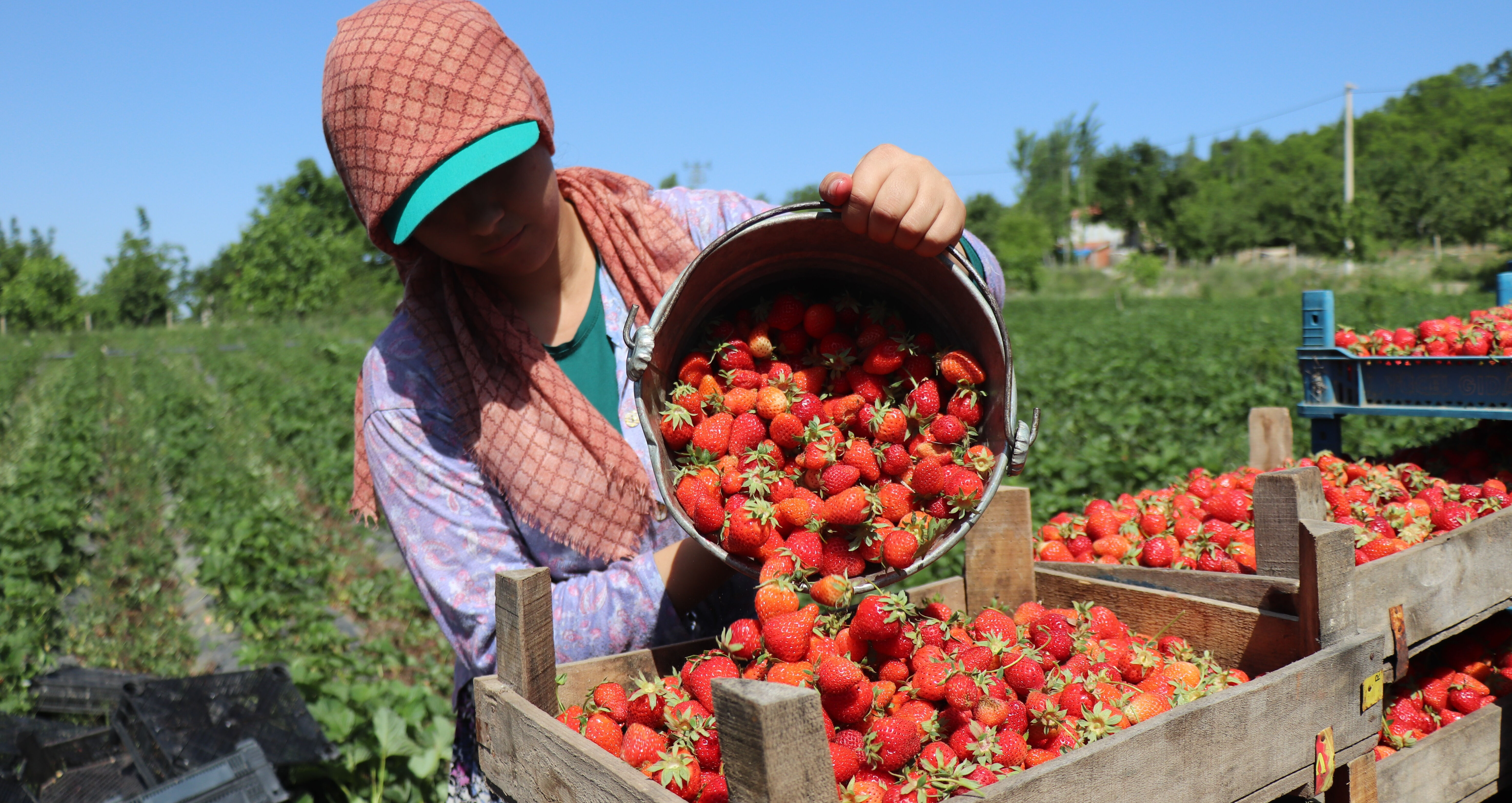 Tarlada hasat başladı! Üretici memnun, tezgahta kilosu 150 TL - 2. Resim