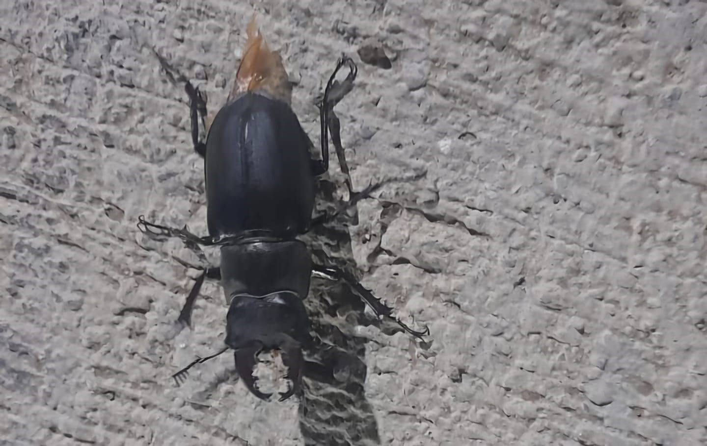 Tunceli’de görüldü: Zarar vermenin cezası 557 bin TL - 1. Resim