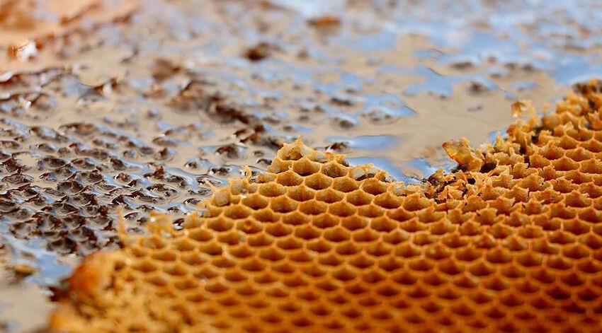 Yüzlerce yıllık konargöçer lezzet... Hasat başlıyor, kilosu 800 lira! Yüzlerce yıllık konargöçer lezzet... Hasat başlıyor, kilosu 800 lira! - 1. Resim