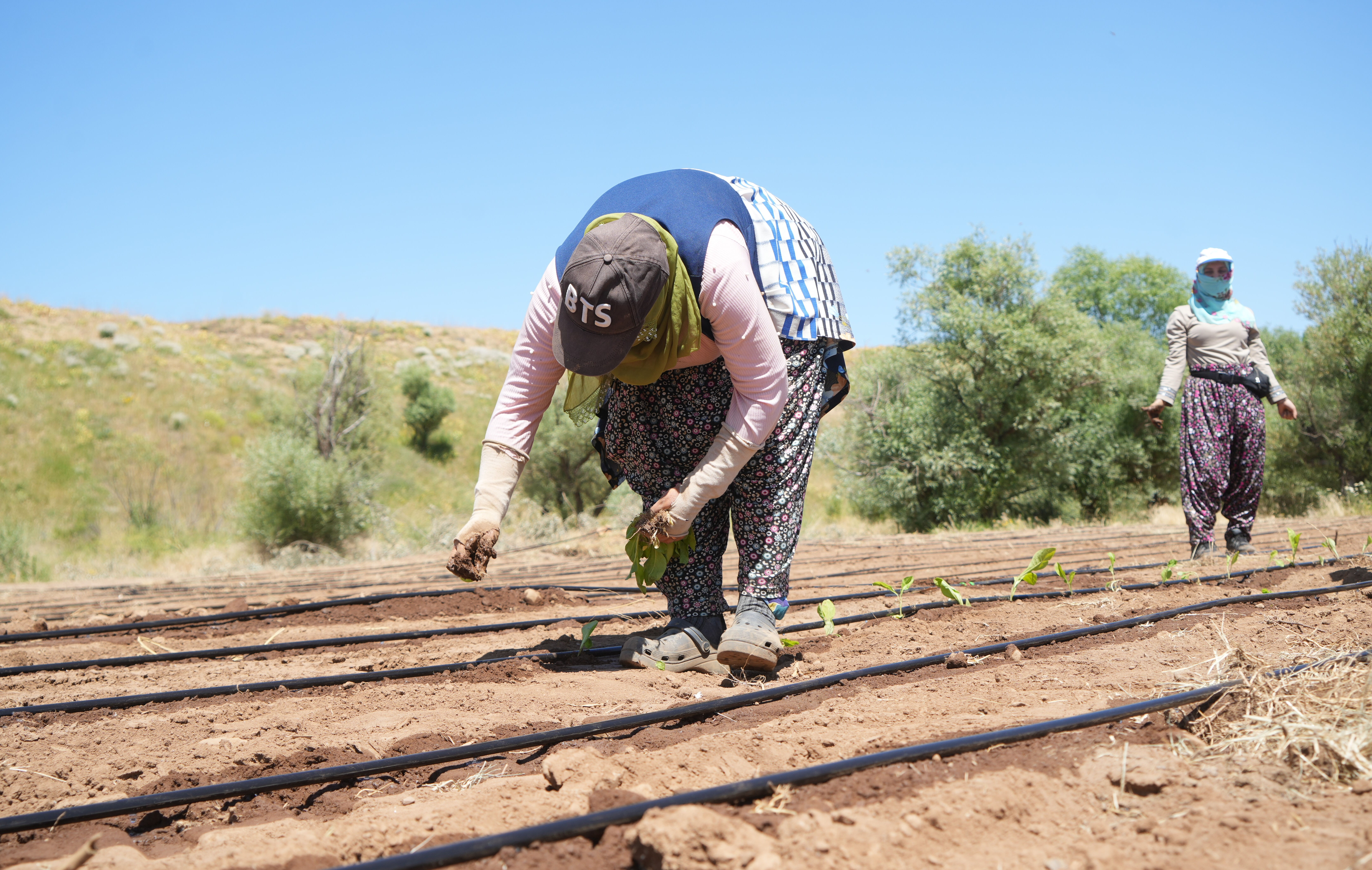 Ekim süreci başladı, 1 milyar lira katkı sağlayacak! Hasat eylülde - 1. Resim