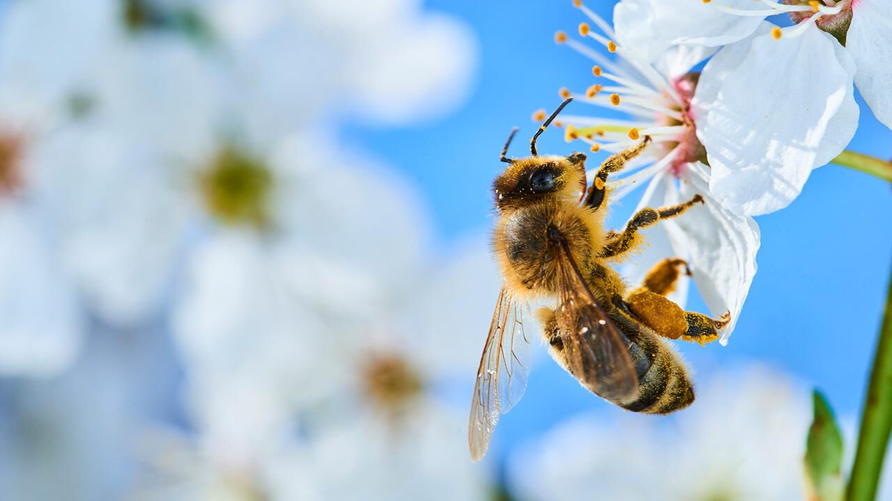 Fındık ve çay üreticisinin korkulu rüyası: Kokarcaya karşı 50 bin samuray arısı sahada! - 1. Resim