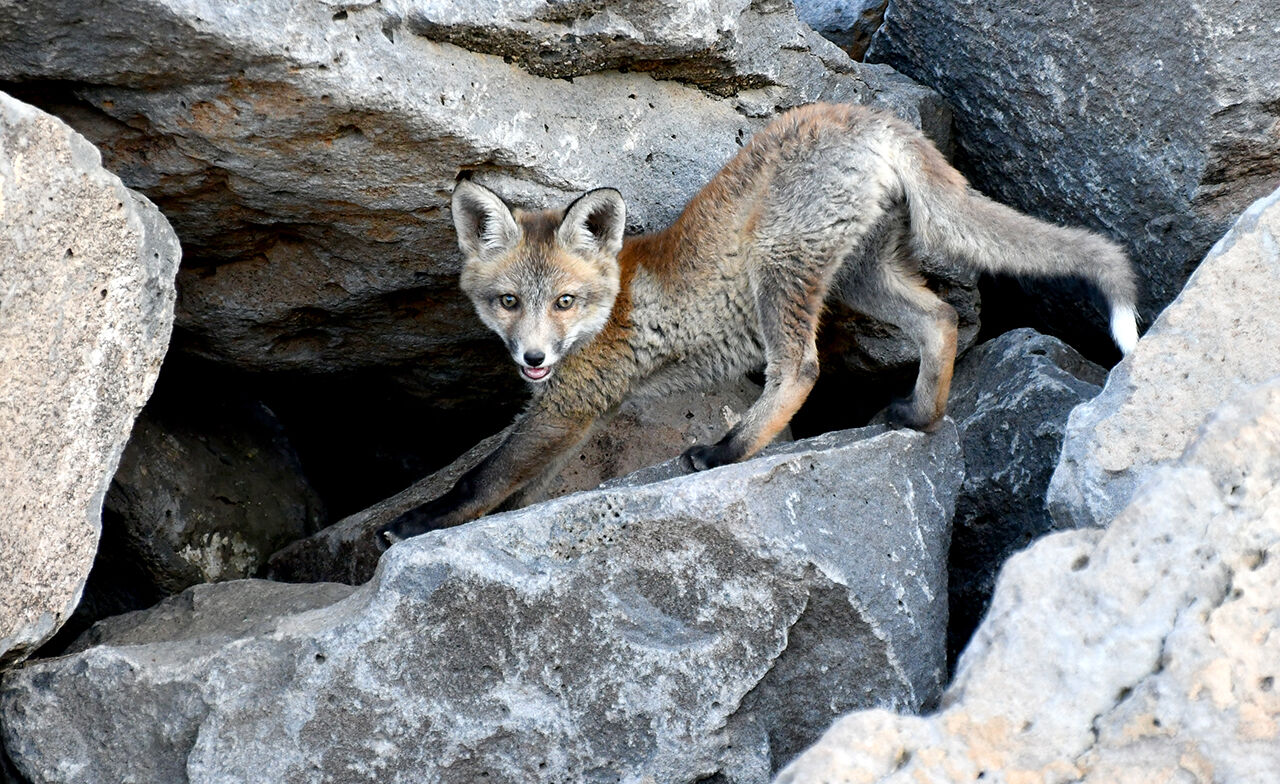 Görenleri mest eden anlar! Güzellikleriyle mutlaka gezilmesi gereken ilimiz sarıya büründü - 3. Resim