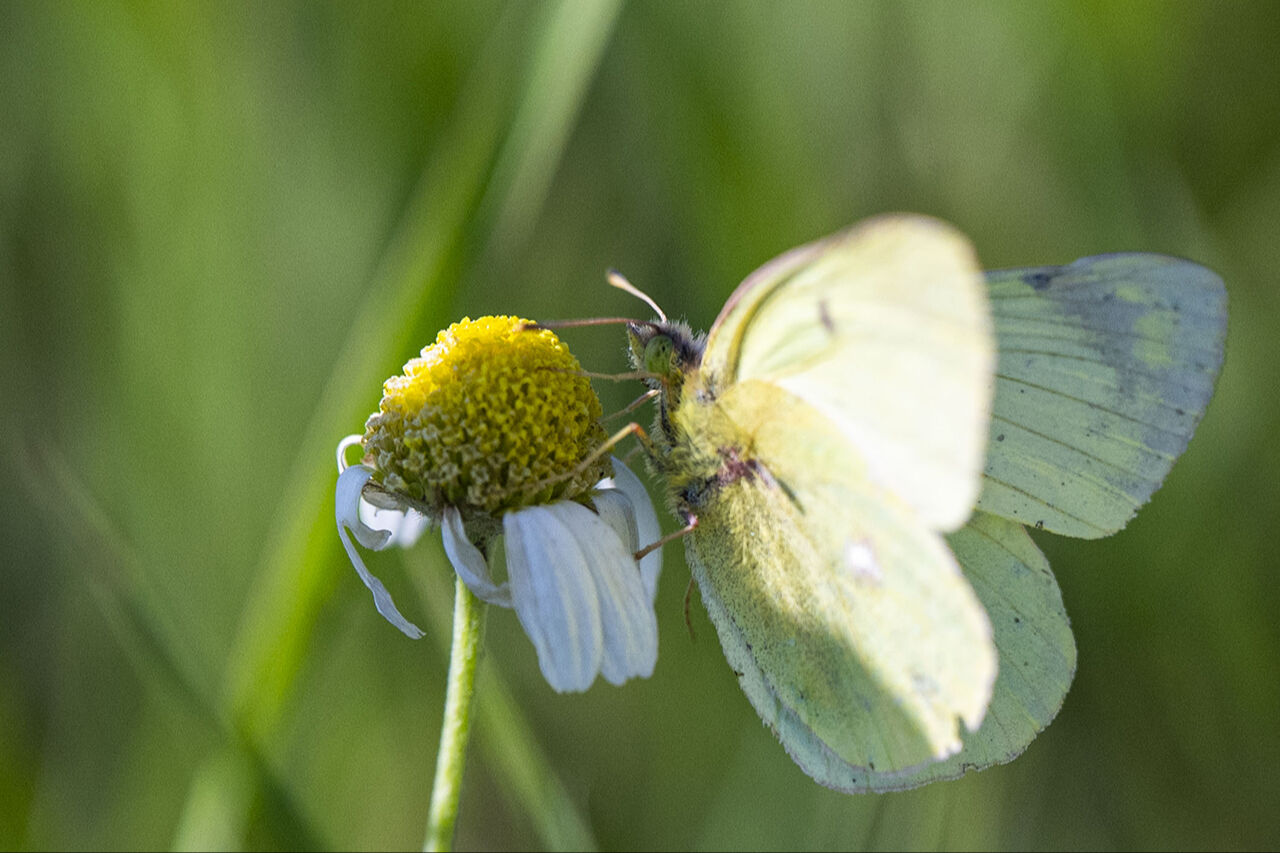 Görenleri mest eden anlar! Güzellikleriyle mutlaka gezilmesi gereken ilimiz sarıya büründü - 12. Resim