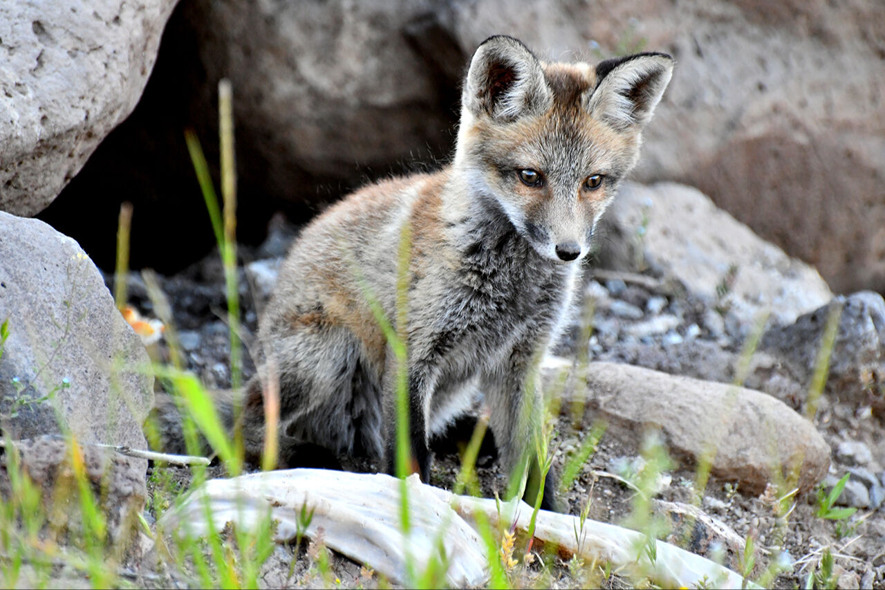 Görenleri mest eden anlar! Güzellikleriyle mutlaka gezilmesi gereken ilimiz sarıya büründü - 4. Resim