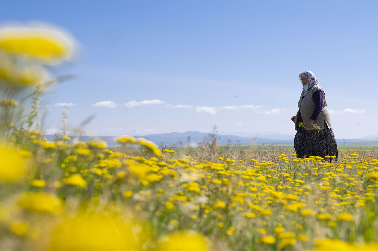 Görenleri mest eden anlar! Güzellikleriyle mutlaka gezilmesi gereken ilimiz sarıya büründü - 14. Resim