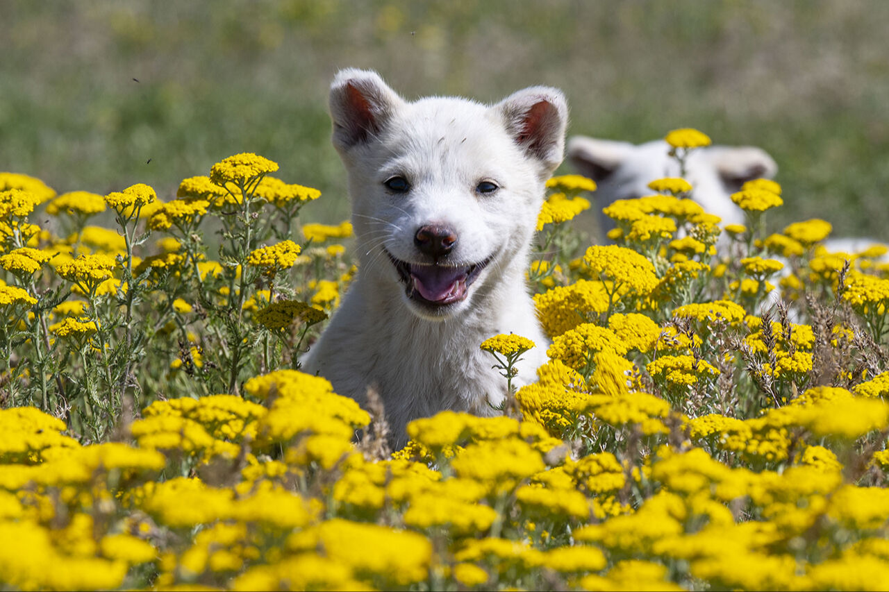 Görenleri mest eden anlar! Güzellikleriyle mutlaka gezilmesi gereken ilimiz sarıya büründü - 20. Resim