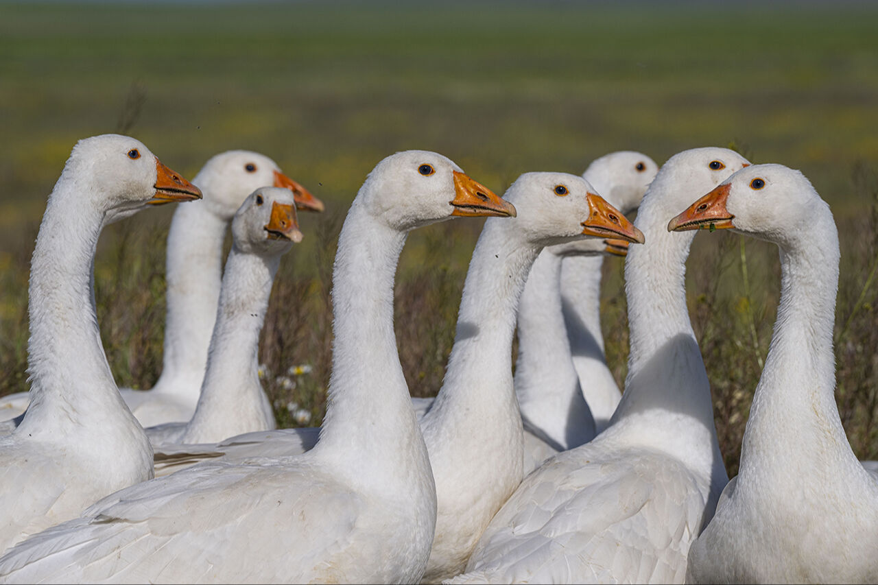 Görenleri mest eden anlar! Güzellikleriyle mutlaka gezilmesi gereken ilimiz sarıya büründü - 17. Resim
