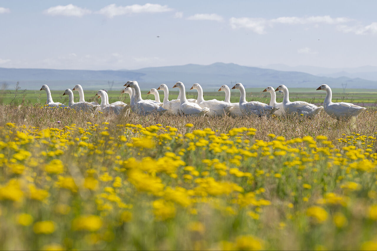 Görenleri mest eden anlar! Güzellikleriyle mutlaka gezilmesi gereken ilimiz sarıya büründü - 10. Resim