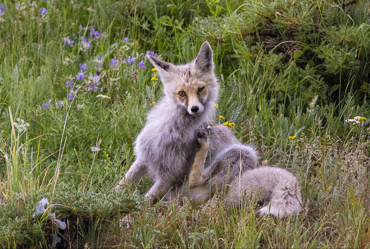 Görenleri mest eden anlar! Güzellikleriyle mutlaka gezilmesi gereken ilimiz sarıya büründü - 18. Resim