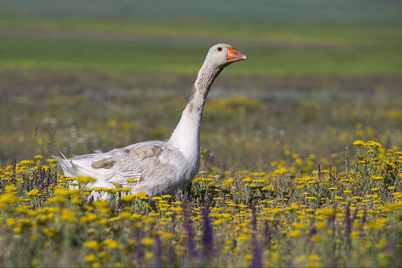 Görenleri mest eden anlar! Güzellikleriyle mutlaka gezilmesi gereken ilimiz sarıya büründü - 13. Resim