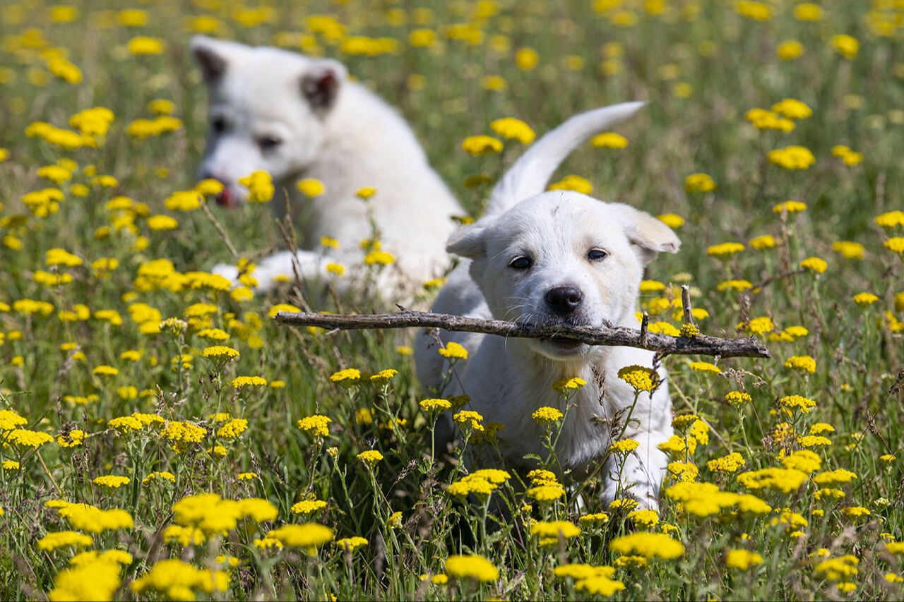Görenleri mest eden anlar! Güzellikleriyle mutlaka gezilmesi gereken ilimiz sarıya büründü - 11. Resim