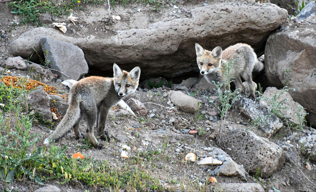 Görenleri mest eden anlar! Güzellikleriyle mutlaka gezilmesi gereken ilimiz sarıya büründü - 6. Resim