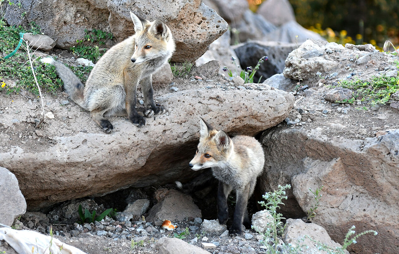 Görenleri mest eden anlar! Güzellikleriyle mutlaka gezilmesi gereken ilimiz sarıya büründü - 2. Resim