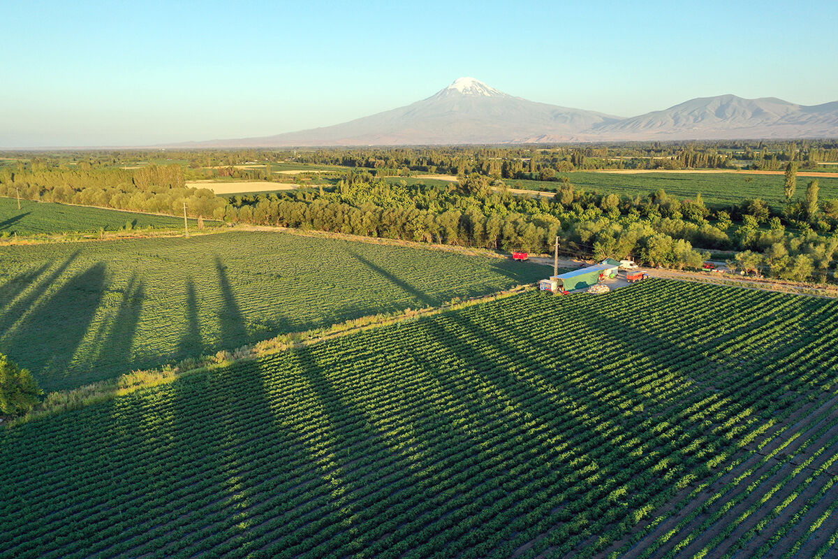 Karpuz fiyatlarını sarsacak üretim! Türkiye'nin en kurak ilinden 10 bin ton mahsul bekleniyor - 3. Resim