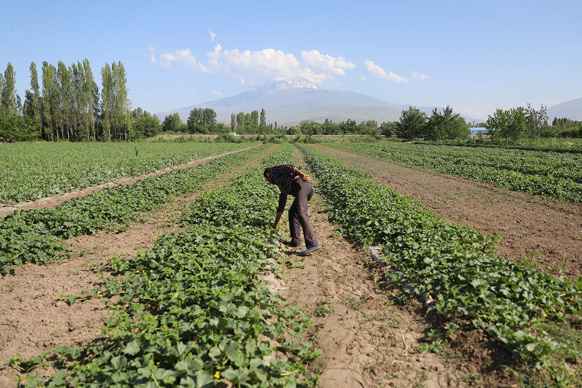 Karpuz fiyatlarını sarsacak üretim! Türkiye'nin en kurak ilinden 10 bin ton mahsul bekleniyor - 1. Resim