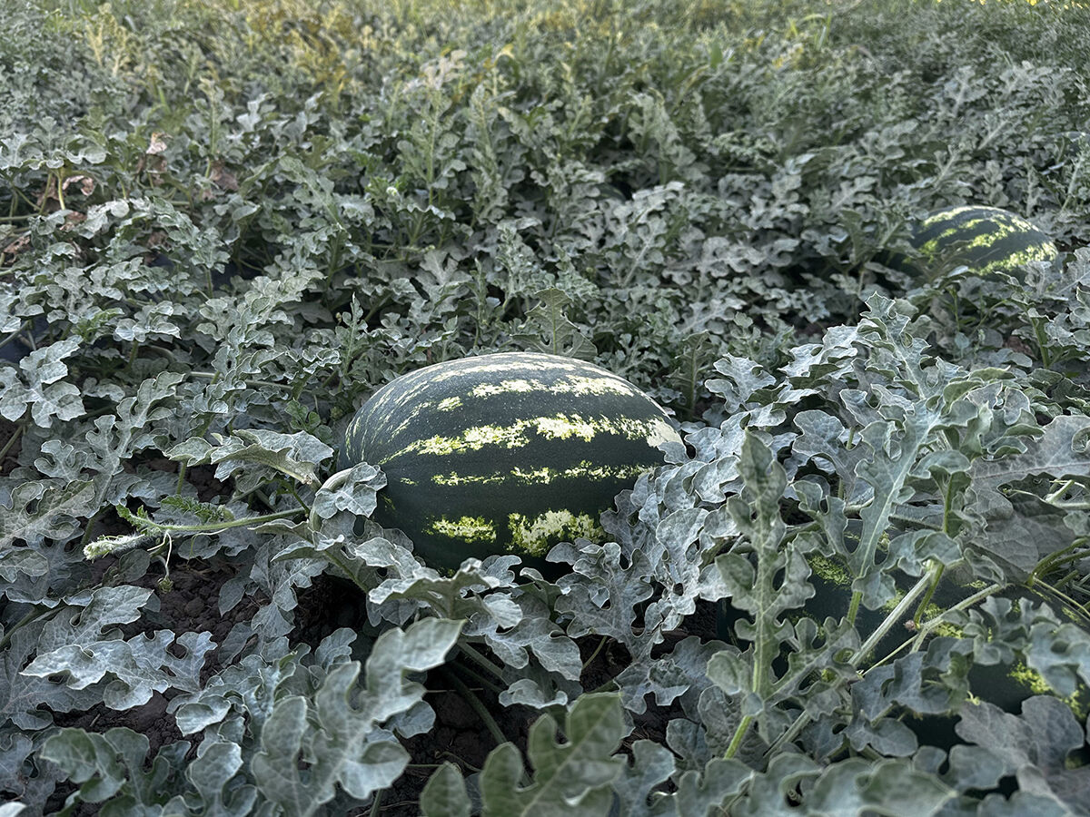 Karpuz fiyatlarını sarsacak üretim! Türkiye'nin en kurak ilinden 10 bin ton mahsul bekleniyor - 2. Resim