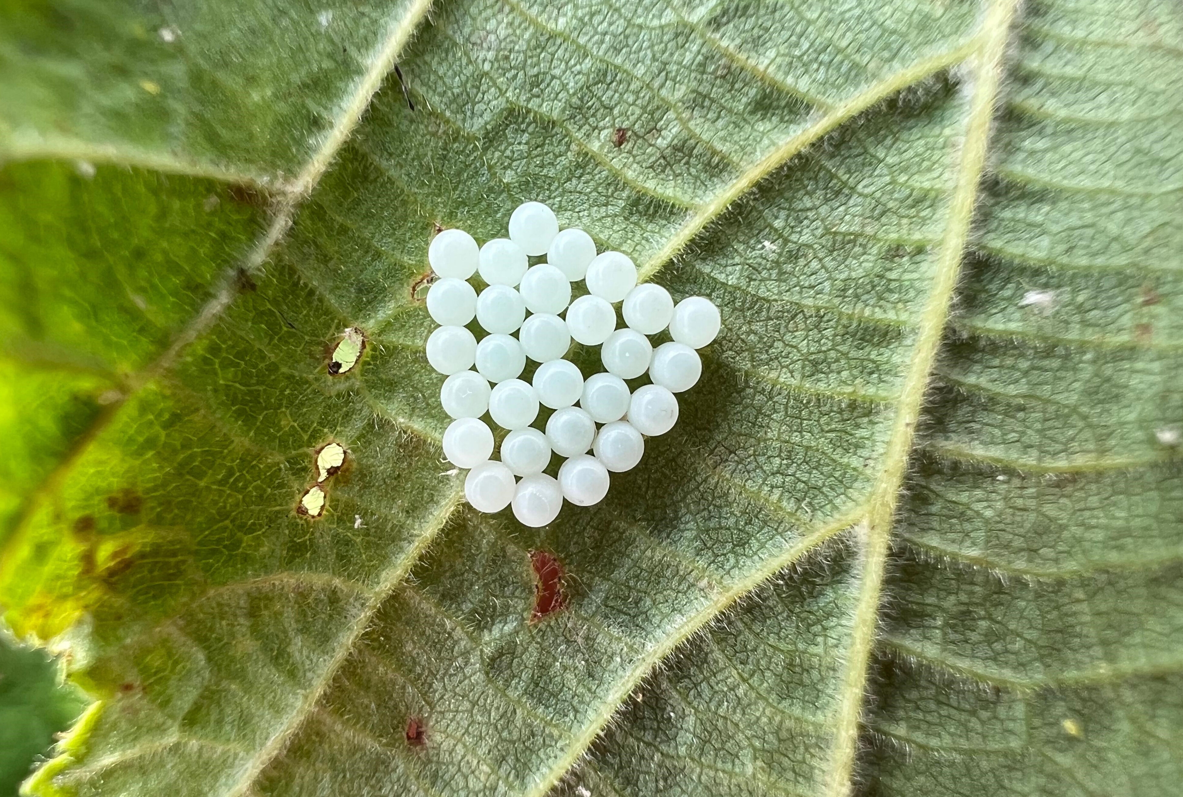 Kendisi küçük, mücadelesi büyük! Tek başına milyonlarca liralık zararı önleyecek Kendisi küçük, mücadelesi büyük! Tek başına milyonlarca liralık zararı önleyecek - 2. Resim