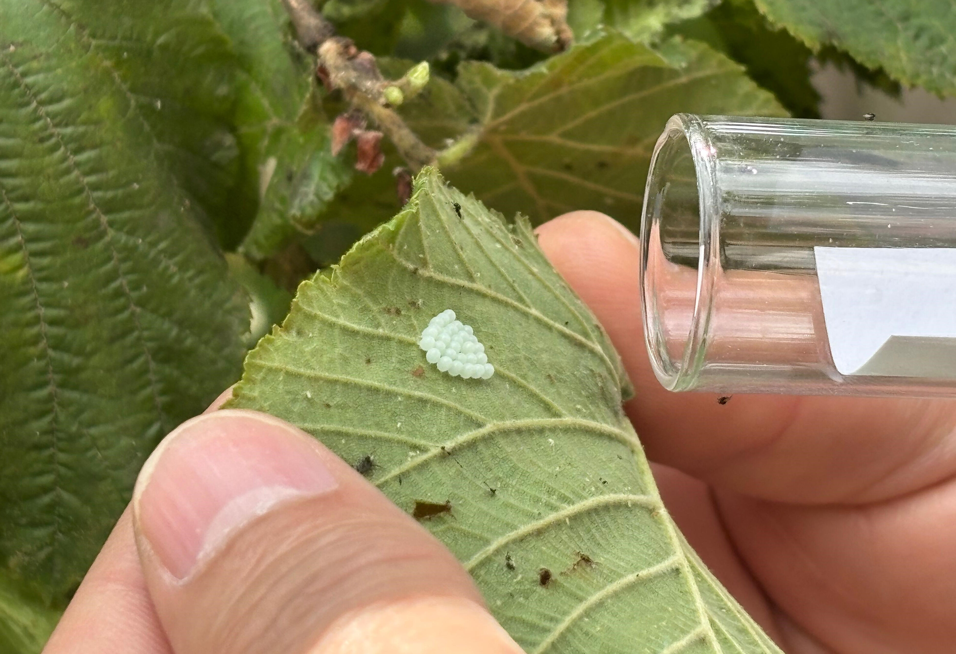 Kendisi küçük, mücadelesi büyük! Tek başına milyonlarca liralık zararı önleyecek Kendisi küçük, mücadelesi büyük! Tek başına milyonlarca liralık zararı önleyecek - 3. Resim