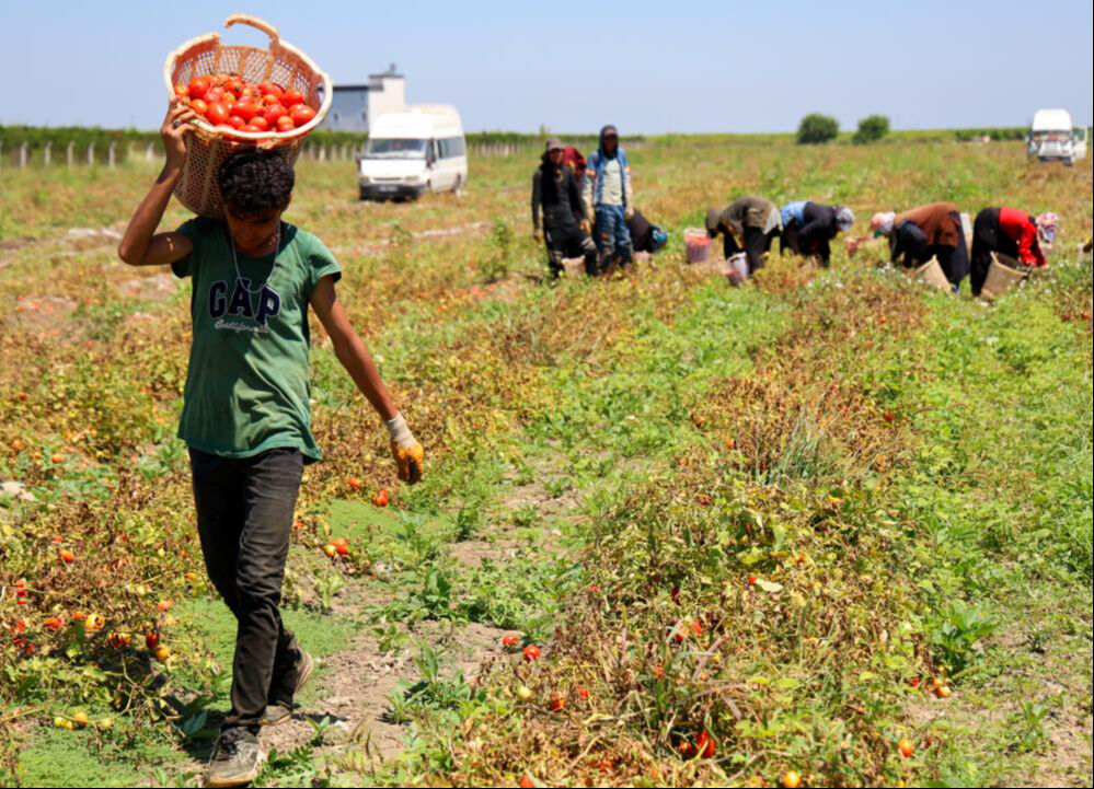 Kilosu tarlada 3 liraya düştü! Ekim alanı az fiyatı ucuz... Bir dönümü 35 bin TL Kilosu tarlada 3 liraya düştü! Ekim alanı az fiyatı ucuz - 1. Resim