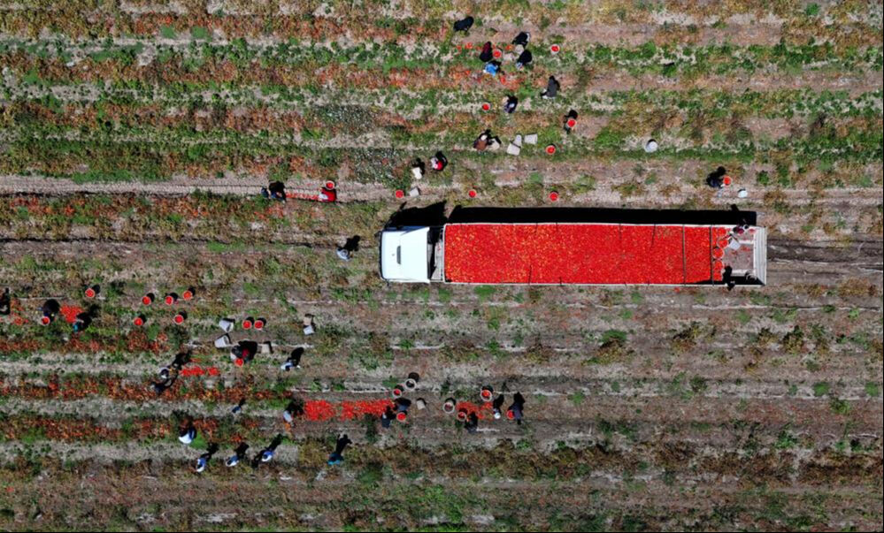 Kilosu tarlada 3 liraya düştü! Ekim alanı az fiyatı ucuz... Bir dönümü 35 bin TL Kilosu tarlada 3 liraya düştü! Ekim alanı az fiyatı ucuz - 7. Resim