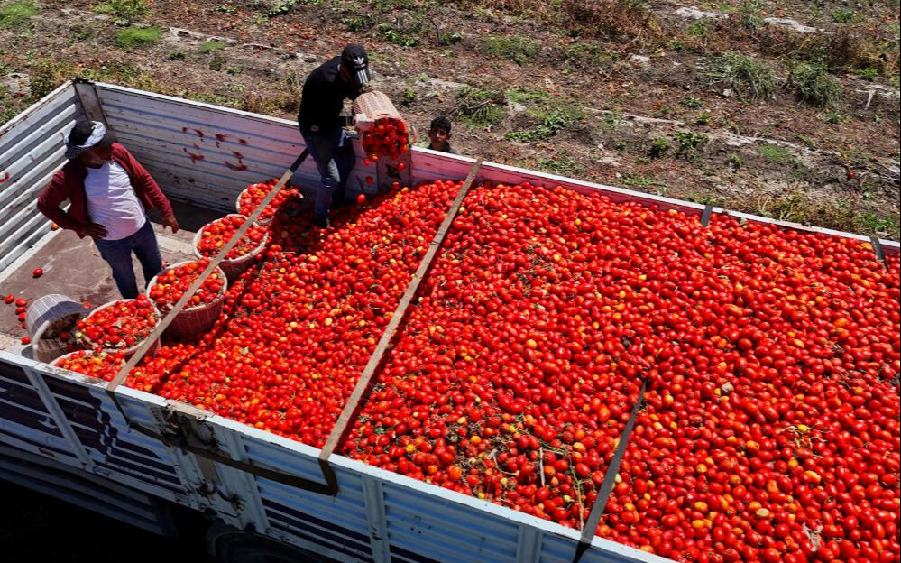 Kilosu tarlada 3 liraya düştü! Ekim alanı az fiyatı ucuz... Bir dönümü 35 bin TL Kilosu tarlada 3 liraya düştü! Ekim alanı az fiyatı ucuz - 6. Resim