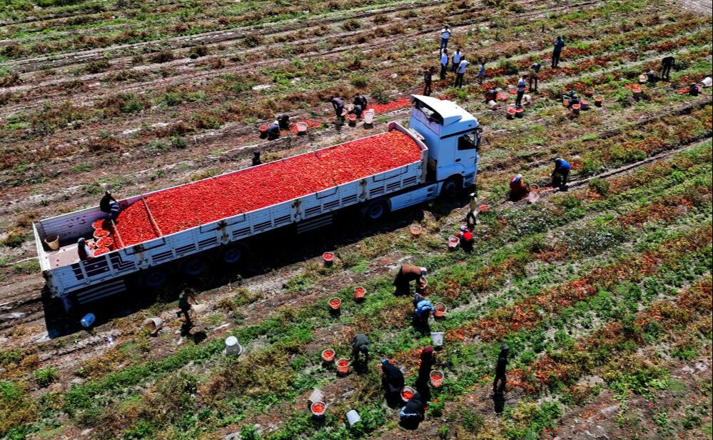 Kilosu tarlada 3 liraya düştü! Ekim alanı az fiyatı ucuz... Bir dönümü 35 bin TL Kilosu tarlada 3 liraya düştü! Ekim alanı az fiyatı ucuz - 5. Resim