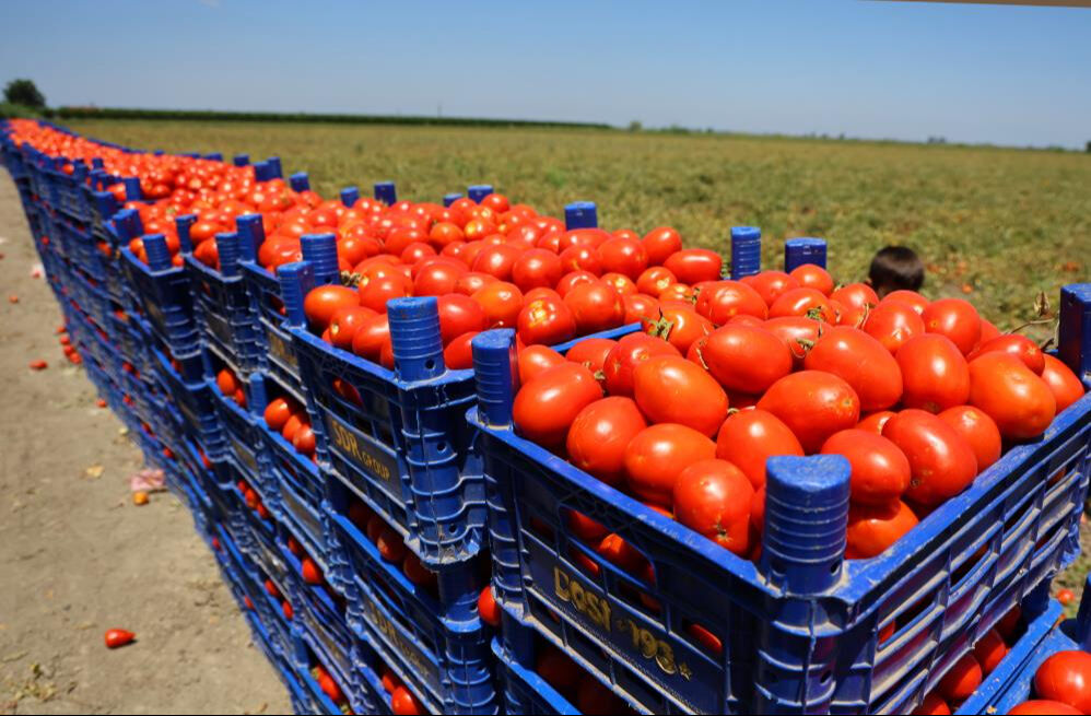 Kilosu tarlada 3 liraya düştü! Ekim alanı az fiyatı ucuz... Bir dönümü 35 bin TL Kilosu tarlada 3 liraya düştü! Ekim alanı az fiyatı ucuz - 4. Resim