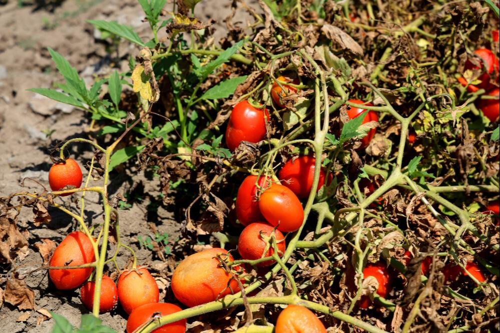 Kilosu tarlada 3 liraya düştü! Ekim alanı az fiyatı ucuz... Bir dönümü 35 bin TL Kilosu tarlada 3 liraya düştü! Ekim alanı az fiyatı ucuz - 2. Resim