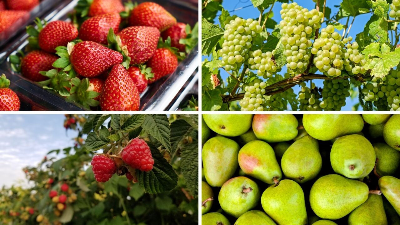 Sıcakta serum gibi geliyor! Bu meyveler yiyenleri serinletiyor... Yaz aylarında talep arttı - 5. Resim