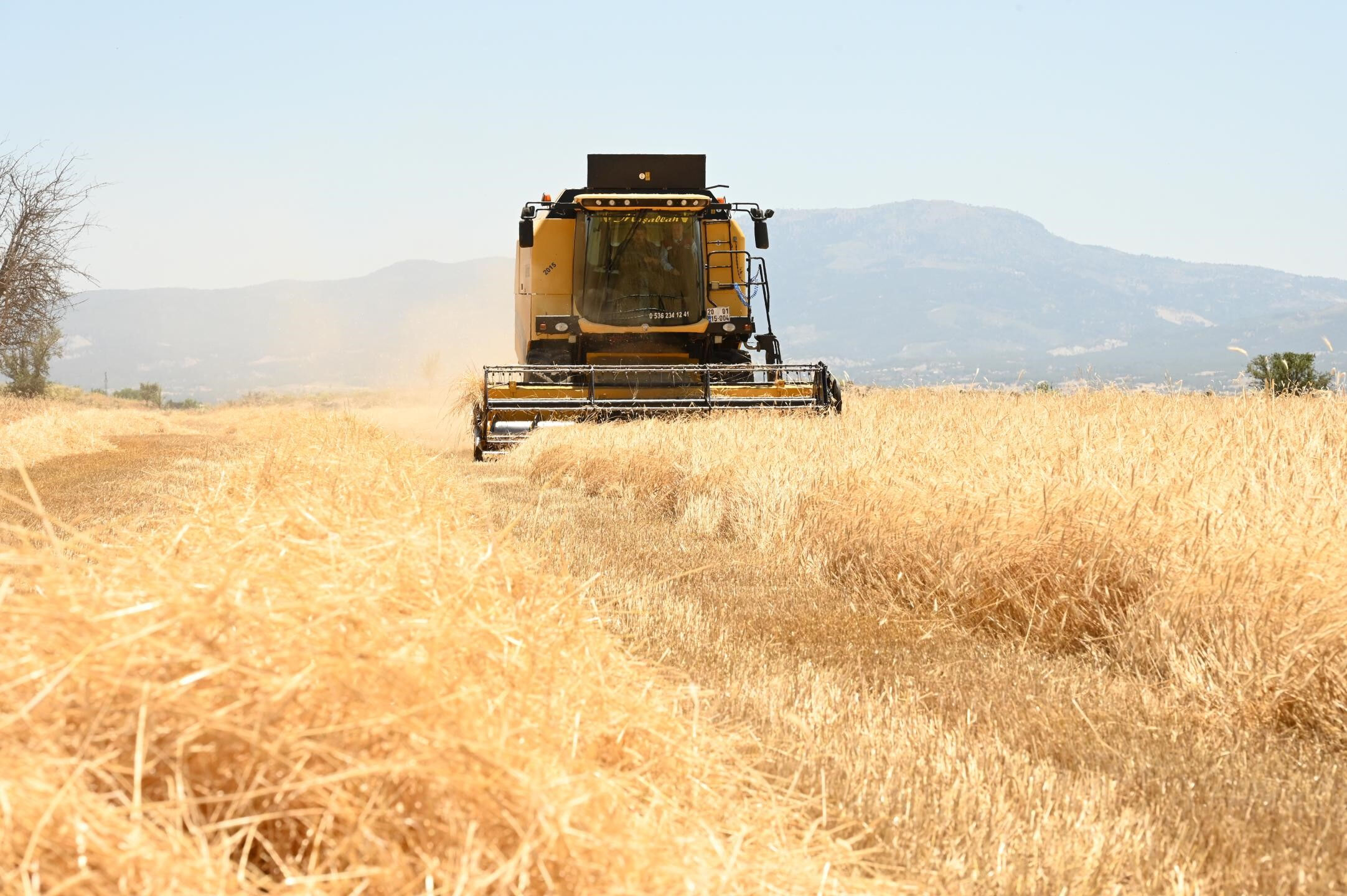 Tam bir hububat deposu! Hasat başladı, Vali biçerdöverin başına geçti - 2. Resim