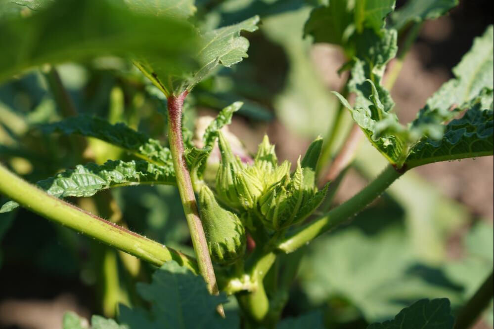 Türkiye'nin her yerinden alıcısı hazır! 