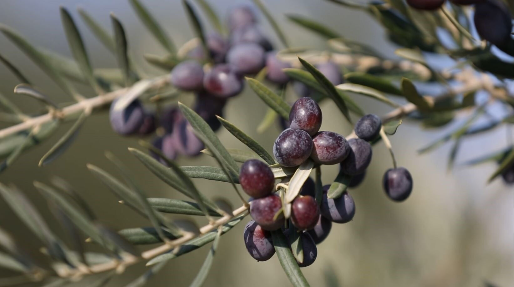 17 ülkeden 419 ürün yarıştı! Dünyanın en iyisi Gaziantep Nizip'te üretiliyor - 5. Resim