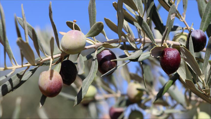 17 ülkeden 419 ürün yarıştı! Dünyanın en iyisi Gaziantep Nizip'te üretiliyor - 3. Resim