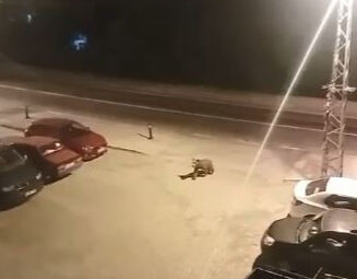 Ankara sokaklarına ayı indi! Şaşırtan anlar kamerada - 1. Resim