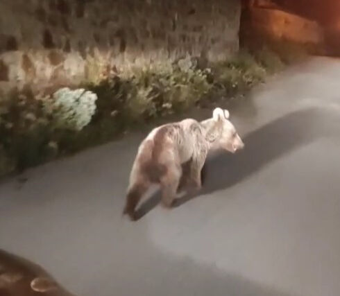 Ankara sokaklarına ayı indi! Şaşırtan anlar kamerada - 2. Resim